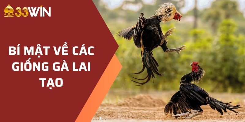 Bí Mật Đá Gà Thomo Để Tạo Nên Chiến Kê Hoàn Hảo 2024 2 Bí mật về các giống gà lai tạo