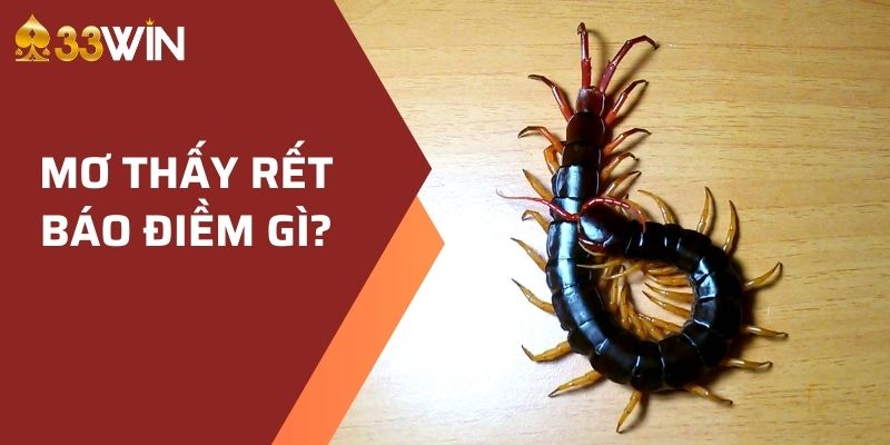 Mơ Thấy Rết Báo Điềm Gì? Đánh Số Gì Để Trúng Thưởng Lớn? 2 Mơ thấy rết báo điềm gì?